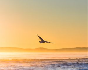 Preview wallpaper seagull, bird, field, fog, sunset, sea