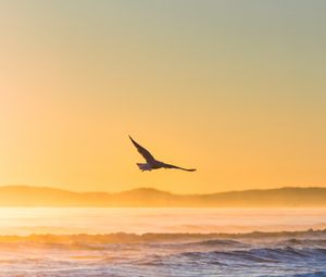 Preview wallpaper seagull, bird, field, fog, sunset, sea