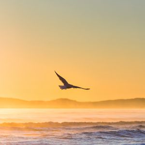 Preview wallpaper seagull, bird, field, fog, sunset, sea