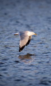 Preview wallpaper seagull, bird, flight, wings, sea