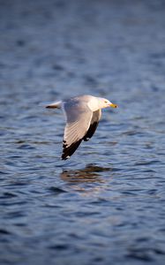 Preview wallpaper seagull, bird, flight, wings, sea