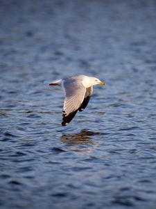 Preview wallpaper seagull, bird, flight, wings, sea