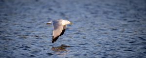 Preview wallpaper seagull, bird, flight, wings, sea