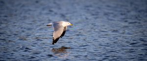 Preview wallpaper seagull, bird, flight, wings, sea