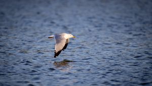 Preview wallpaper seagull, bird, flight, wings, sea