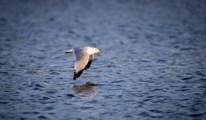 Preview wallpaper seagull, bird, flight, wings, sea