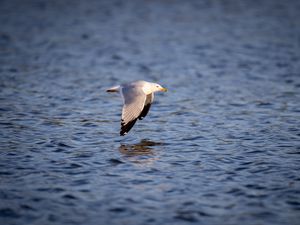 Preview wallpaper seagull, bird, flight, wings, sea