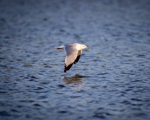 Preview wallpaper seagull, bird, flight, wings, sea