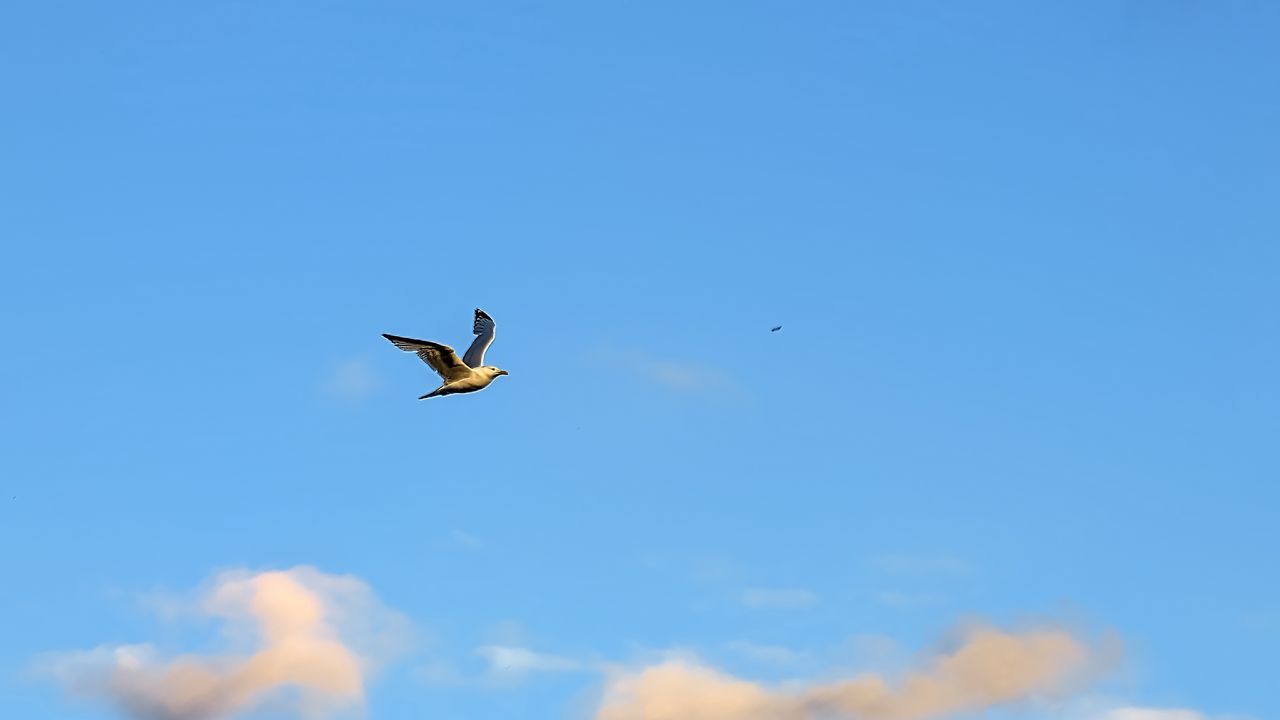 Wallpaper seagull, bird, flight, sky, clouds, blue