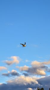 Preview wallpaper seagull, bird, flight, sky, clouds, blue