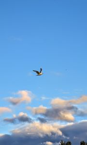 Preview wallpaper seagull, bird, flight, sky, clouds, blue