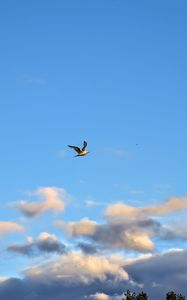 Preview wallpaper seagull, bird, flight, sky, clouds, blue