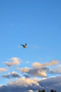 Preview wallpaper seagull, bird, flight, sky, clouds, blue