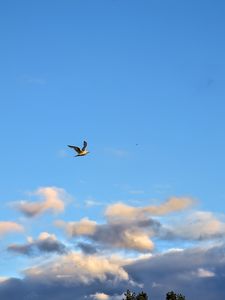 Preview wallpaper seagull, bird, flight, sky, clouds, blue