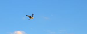 Preview wallpaper seagull, bird, flight, sky, clouds, blue