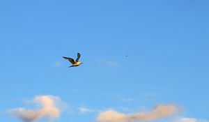 Preview wallpaper seagull, bird, flight, sky, clouds, blue