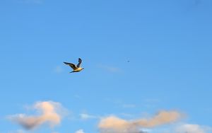 Preview wallpaper seagull, bird, flight, sky, clouds, blue