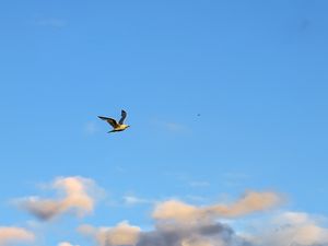 Preview wallpaper seagull, bird, flight, sky, clouds, blue