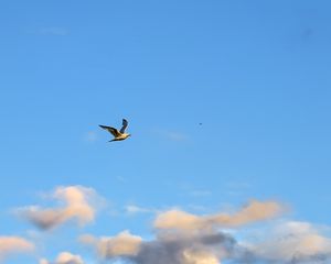 Preview wallpaper seagull, bird, flight, sky, clouds, blue