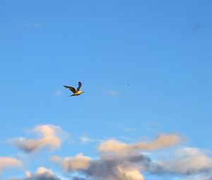 Preview wallpaper seagull, bird, flight, sky, clouds, blue