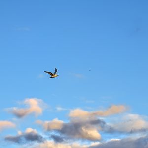 Preview wallpaper seagull, bird, flight, sky, clouds, blue