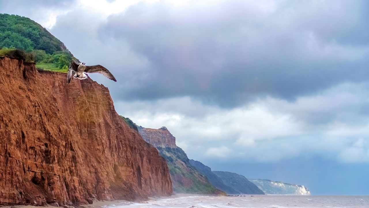 Wallpaper seagull, bird, flight, sea, rocks, wildlife