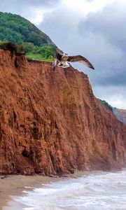 Preview wallpaper seagull, bird, flight, sea, rocks, wildlife