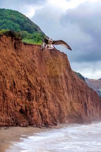 Preview wallpaper seagull, bird, flight, sea, rocks, wildlife