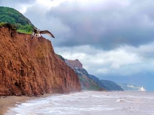 Preview wallpaper seagull, bird, flight, sea, rocks, wildlife