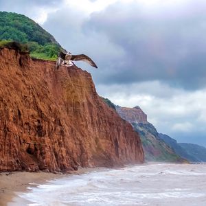 Preview wallpaper seagull, bird, flight, sea, rocks, wildlife