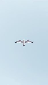 Preview wallpaper seagull, bird, flight, soar, sky, height