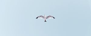 Preview wallpaper seagull, bird, flight, soar, sky, height