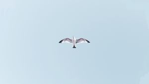 Preview wallpaper seagull, bird, flight, soar, sky, height