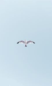 Preview wallpaper seagull, bird, flight, sky, wings, flap