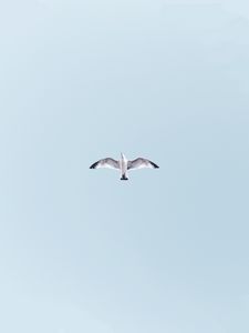 Preview wallpaper seagull, bird, flight, sky, wings, flap