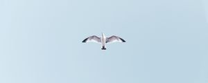 Preview wallpaper seagull, bird, flight, sky, wings, flap