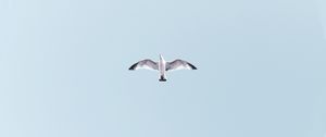 Preview wallpaper seagull, bird, flight, sky, wings, flap