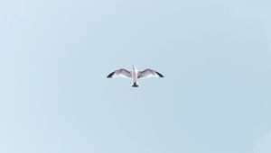 Preview wallpaper seagull, bird, flight, sky, wings, flap