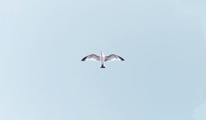 Preview wallpaper seagull, bird, flight, sky, wings, flap