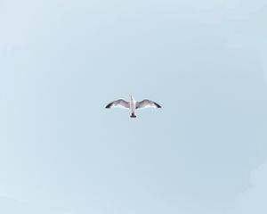 Preview wallpaper seagull, bird, flight, sky, wings, flap