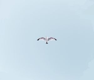 Preview wallpaper seagull, bird, flight, sky, wings, flap