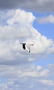 Preview wallpaper seagull, bird, flight, sky, clouds