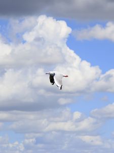 Preview wallpaper seagull, bird, flight, sky, clouds