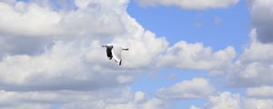 Preview wallpaper seagull, bird, flight, sky, clouds