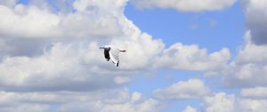 Preview wallpaper seagull, bird, flight, sky, clouds