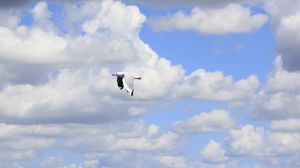 Preview wallpaper seagull, bird, flight, sky, clouds