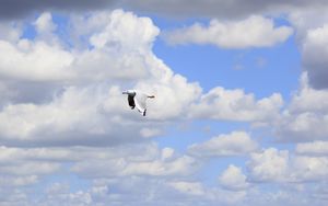 Preview wallpaper seagull, bird, flight, sky, clouds