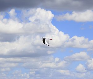 Preview wallpaper seagull, bird, flight, sky, clouds