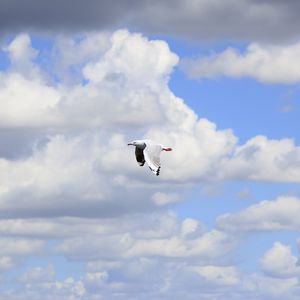 Preview wallpaper seagull, bird, flight, sky, clouds