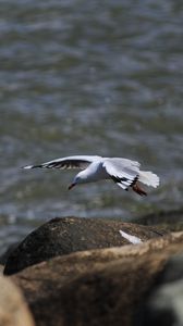 Preview wallpaper seagull, bird, flight, sea, stones